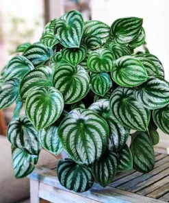 Watermelon Peperomia Live Plants - Set of 2, 4 Inch Pot, Tropical Houseplant - Image 2