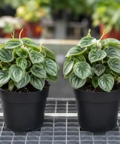Watermelon Peperomia Live Plants - Set of 2, 4 Inch Pot, Tropical Houseplant - Image 3