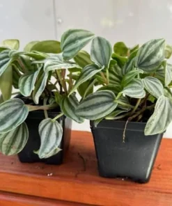 Watermelon Peperomia Live Plants - Set of 2, 4 Inch Pot, Tropical Houseplant - Image 4