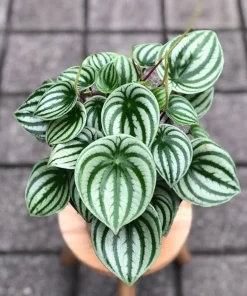 Watermelon Peperomia Live Plants - Set of 2, 4 Inch Pot, Tropical Houseplant - Image 5