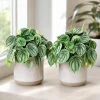 Watermelon Peperomia Live Plants - Set of 2, 4 Inch Pot, Tropical Houseplant - Image 1