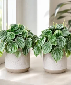 Watermelon Peperomia Live Plants - Set of 2, 4 Inch Pot, Tropical Houseplant - Image 1