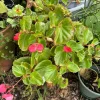 Wax Begonia Live Plant - Begonia cucullata Flowering Houseplant Indoor - Image 1