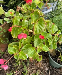 Wax Begonia Live Plant - Begonia cucullata Flowering Houseplant Indoor - Image 1