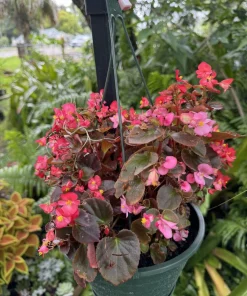 Wax Begonia Live Plant - Flowering Houseplant & Garden Plant - Image 2