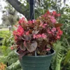 Wax Begonia Live Plant - Flowering Houseplant & Garden Plant - Image 1