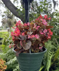 Wax Begonia Live Plant - Flowering Houseplant & Garden Plant - Image 1