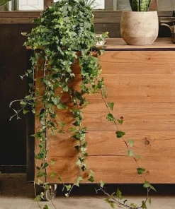 Wax Ivy Live Plant - Senecio macroglossus Vine - Indoor Houseplant - Image 1