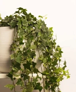 Wax Ivy Live Plant - Trailing Succulent Vine for Hanging Basket - Image 2