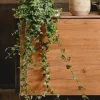 Wax Ivy Live Plant - Trailing Succulent Vine for Hanging Basket - Image 1