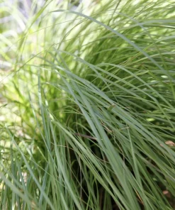 Weeping Lovegrass Seeds - Ornamental African Lovegrass Eragrostis Curvula - 200 Seeds - Image 2