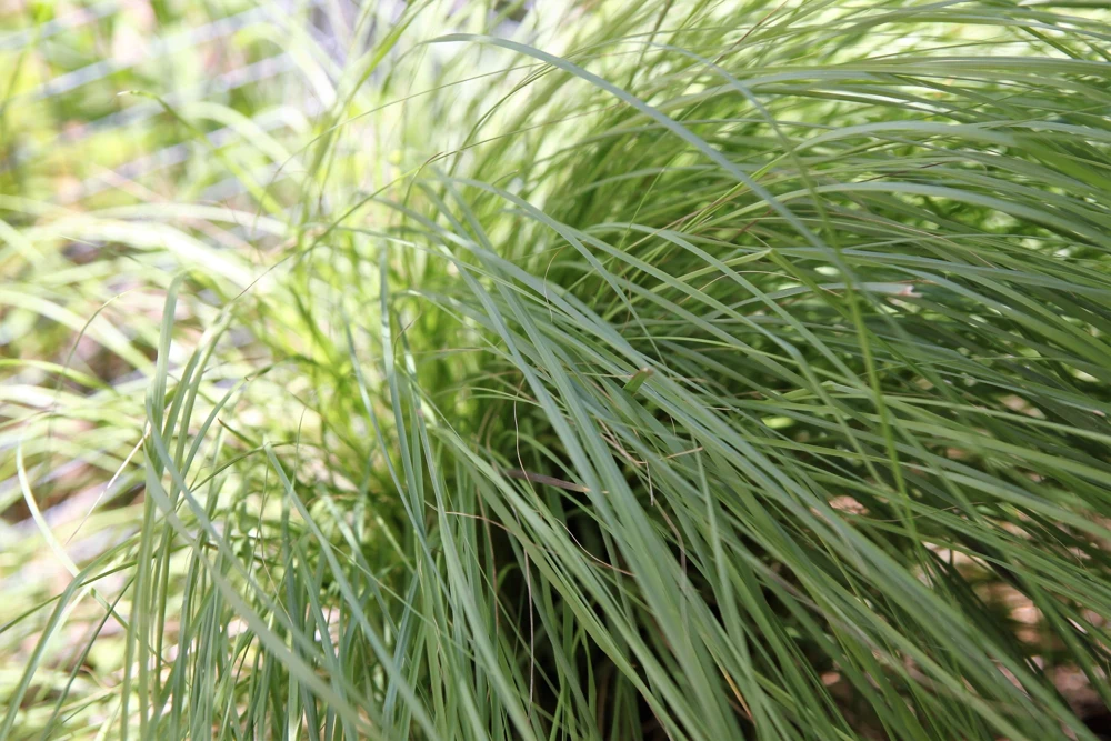 Weeping Lovegrass Seeds - Ornamental African Lovegrass Eragrostis Curvula - 200 Seeds - Image 2