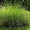 Weeping Lovegrass Seeds - Ornamental African Lovegrass Eragrostis Curvula - 200 Seeds - Image 1
