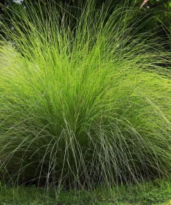 Weeping Lovegrass Seeds - Ornamental African Lovegrass Eragrostis Curvula - 200 Seeds - Image 1