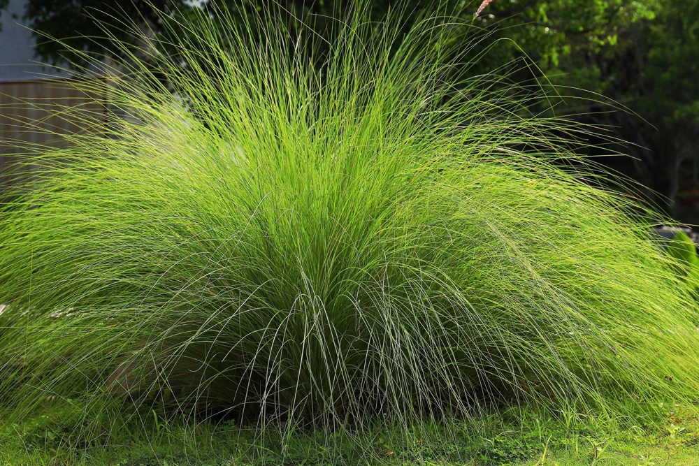 Weeping Lovegrass Seeds - Ornamental African Lovegrass Eragrostis Curvula - 200 Seeds - Image 1