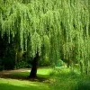 Weeping Willow Tree Cuttings - Set of 12 Unrooted, Fast Growing, Outdoor - Image 1