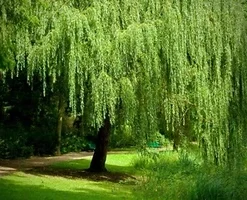 Weeping Willow Tree Cuttings - Set of 12 Unrooted, Fast Growing, Outdoor - Image 1