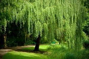 Weeping Willow Tree Cuttings - Set of 12 Unrooted, Fast Growing, Outdoor - Image 1