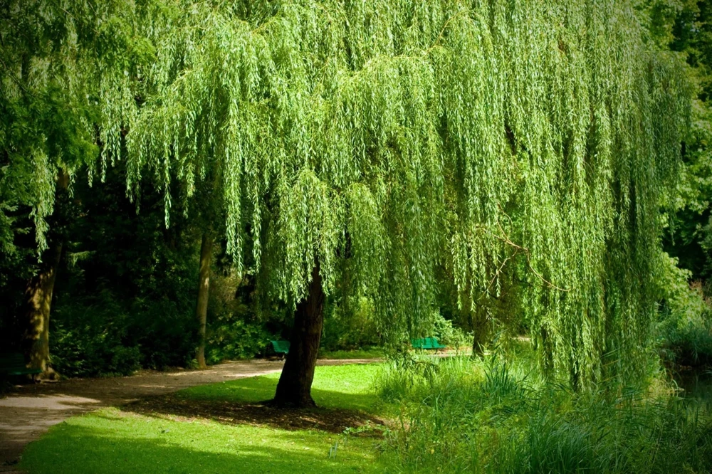 Weeping Willow Tree Cuttings - Set of 12 Unrooted, Fast Growing, Outdoor - Image 2