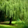 Weeping Willow Tree Cuttings - Set of 12 Unrooted, Fast Growing Outdoor - Image 1