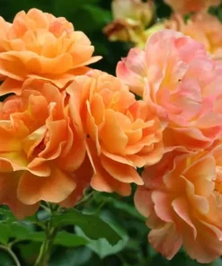 Westerland Orange-Apricot Climbing Rose Plant - Heirloom Rose Plant Live for Planting - Fragrant Flowers Well Rooted Plant 4 to 6 Inch Tall - Image 2