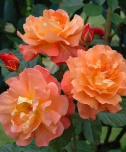 Westerland Orange-Apricot Climbing Rose Plant - Heirloom Rose Plant Live for Planting - Fragrant Flowers Well Rooted Plant 4 to 6 Inch Tall - Image 3
