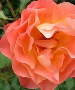 Westerland Orange-Apricot Climbing Rose Plant - Heirloom Rose Plant Live for Planting - Fragrant Flowers Well Rooted Plant 4 to 6 Inch Tall - Image 4