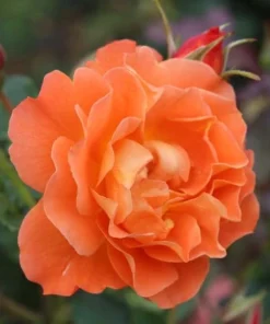 Westerland Orange-Apricot Climbing Rose Plant - Heirloom Rose Plant Live for Planting - Fragrant Flowers Well Rooted Plant 4 to 6 Inch Tall - Image 5