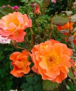 Westerland Orange-Apricot Climbing Rose Plant - Heirloom Rose Plant Live for Planting - Fragrant Flowers Well Rooted Plant 4 to 6 Inch Tall - Image 6