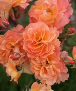 Westerland Orange-Apricot Climbing Rose Plant - Heirloom Rose Plant Live for Planting - Fragrant Flowers Well Rooted Plant 4 to 6 Inch Tall - Image 7