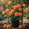 Westerland Orange-Apricot Climbing Rose Plant - Heirloom Rose Plant Live for Planting - Fragrant Flowers Well Rooted Plant 4 to 6 Inch Tall - Image 1