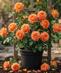 Westerland Orange-Apricot Climbing Rose Plant - Heirloom Rose Plant Live for Planting - Fragrant Flowers Well Rooted Plant 4 to 6 Inch Tall - Image 1