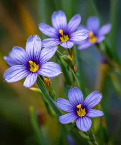 Western Blue Eyed Grass Seeds - Sisyrinchium bellum - 100 Seeds for Outdoor Gardens - Image 2