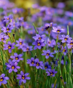 Western Blue Eyed Grass Seeds - Sisyrinchium bellum - 100 Seeds for Outdoor Gardens - Image 3