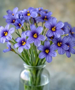 Western Blue Eyed Grass Seeds - Sisyrinchium bellum - 100 Seeds for Outdoor Gardens - Image 4