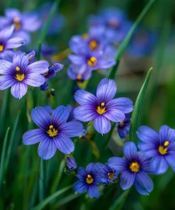 Western Blue Eyed Grass Seeds - Sisyrinchium bellum - 100 Seeds for Outdoor Gardens - Image 5