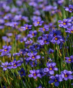 Western Blue Eyed Grass Seeds - Sisyrinchium bellum - 100 Seeds for Outdoor Gardens - Image 6