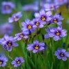 Western Blue Eyed Grass Seeds - Sisyrinchium bellum - 100 Seeds for Outdoor Gardens - Image 1