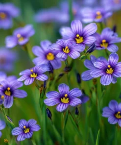 Western Blue Eyed Grass Seeds - Sisyrinchium bellum - 100 Seeds for Outdoor Gardens - Image 1