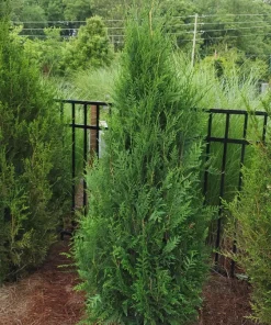 Western Red Cedar Tree Live Plant - Giant Arborvitae #1 Container for Hedges - Image 2