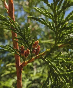Western Red Cedar Tree Live Plant - Giant Arborvitae #1 Container for Hedges - Image 3