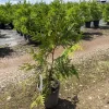 Western Red Cedar Tree Live Plant - Giant Arborvitae #1 Container for Hedges - Image 1