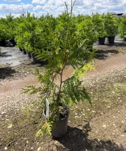 Western Red Cedar Tree Live Plant - Giant Arborvitae #1 Container for Hedges - Image 1