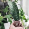Whale Fin Snake Plant Live - Sansevieria masoniana Rare Indoor Houseplant - Image 1