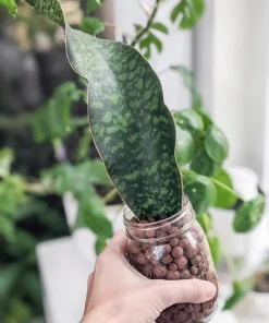 Whale Fin Snake Plant Live - Sansevieria masoniana Rare Indoor Houseplant - Image 1