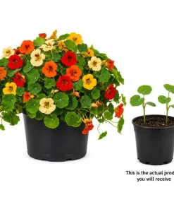 Whirly Bird Nasturtium Live Plants – 2 Pack Seedlings, 3-5 Inches Tall, Colorful Flowers - Image 2