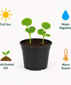 Whirly Bird Nasturtium Live Plants – 2 Pack Seedlings, 3-5 Inches Tall, Colorful Flowers - Image 5