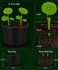 Whirly Bird Nasturtium Live Plants – 2 Pack Seedlings, 3-5 Inches Tall, Colorful Flowers - Image 6