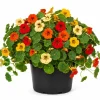 Whirly Bird Nasturtium Live Plants – 2 Pack Seedlings, 3-5 Inches Tall, Colorful Flowers - Image 1