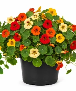 Whirly Bird Nasturtium Live Plants – 2 Pack Seedlings, 3-5 Inches Tall, Colorful Flowers - Image 1